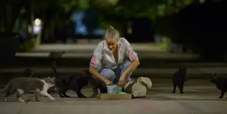 Gato 1 de la colonia felina Ciudad Deportiva