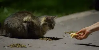 Gato 3 de la colonia felina Ciudad Deportiva