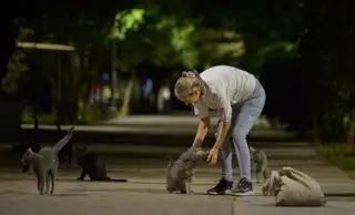Gato 5 de la colonia felina Ciudad Deportiva