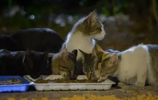 Gato 6 de la colonia felina Ciudad Deportiva