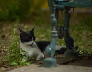 Gato 10 de la colonia felina Ciudad Deportiva