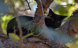 Gato 11 de la colonia felina Ciudad Deportiva