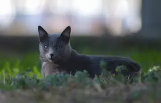 Gato 12 de la colonia felina Ciudad Deportiva