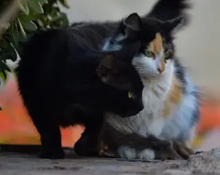Gato 13 de la colonia felina Ciudad Deportiva