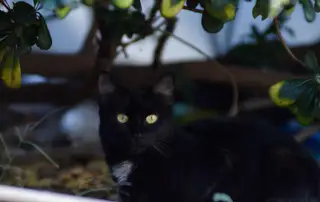 Gato 15 de la colonia felina Ciudad Deportiva