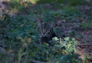 Gato 17 de la colonia felina Ciudad Deportiva